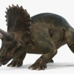 Triceratops